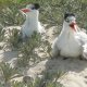 19- Les mouettes ont repere l'oeuf peu protege 